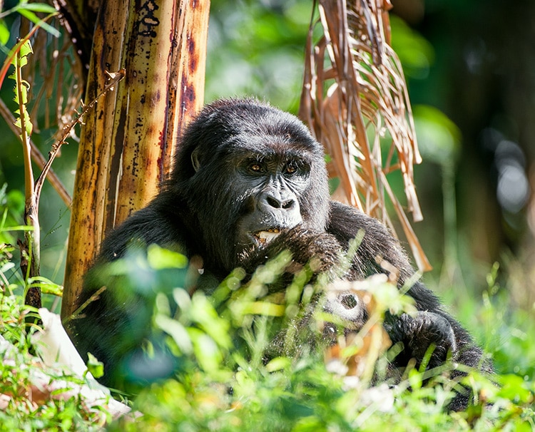 protecting-rwandan-gorillas