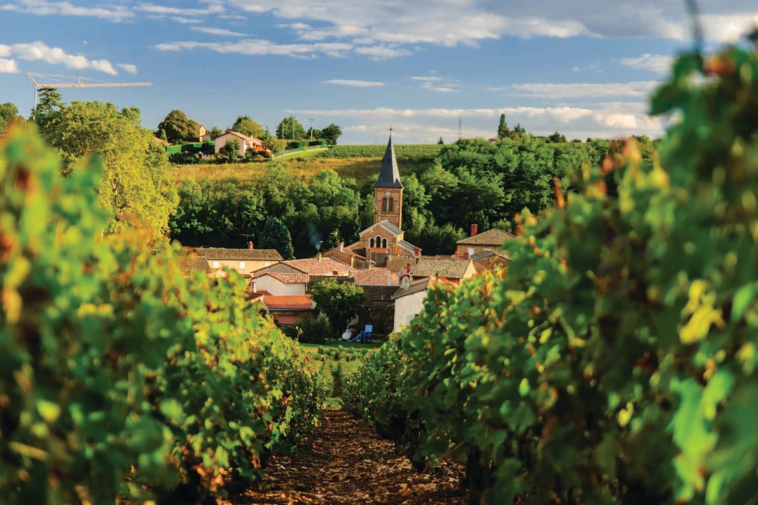 /Assets/CruiseGallery/Thumb/provencespain_Beaujolais_ss_147436355_vineyard_gallery.jpg