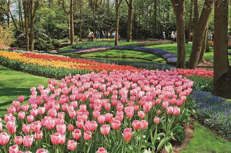 /Assets/Desktop/CruiseGallery/Thumb/TulipTime_ss_73779124_Keukenhof_Holland_gallery.jpg