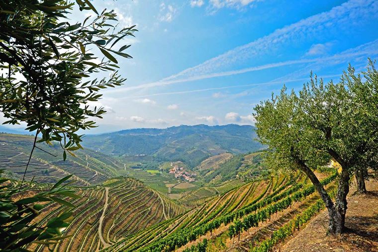 /Assets/Desktop/CruiseGallery/Thumb/enticingdouro_portugal_pinhao_vineyards_ss_278016815_gallery.jpg