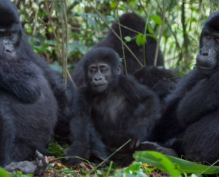 Gorilla-Trekking-in-Rwanda